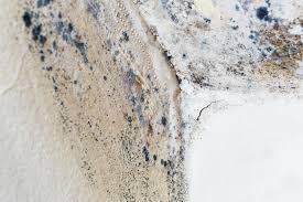 Why You Should Choose Our Mold Remediation Services in Morningside, MD